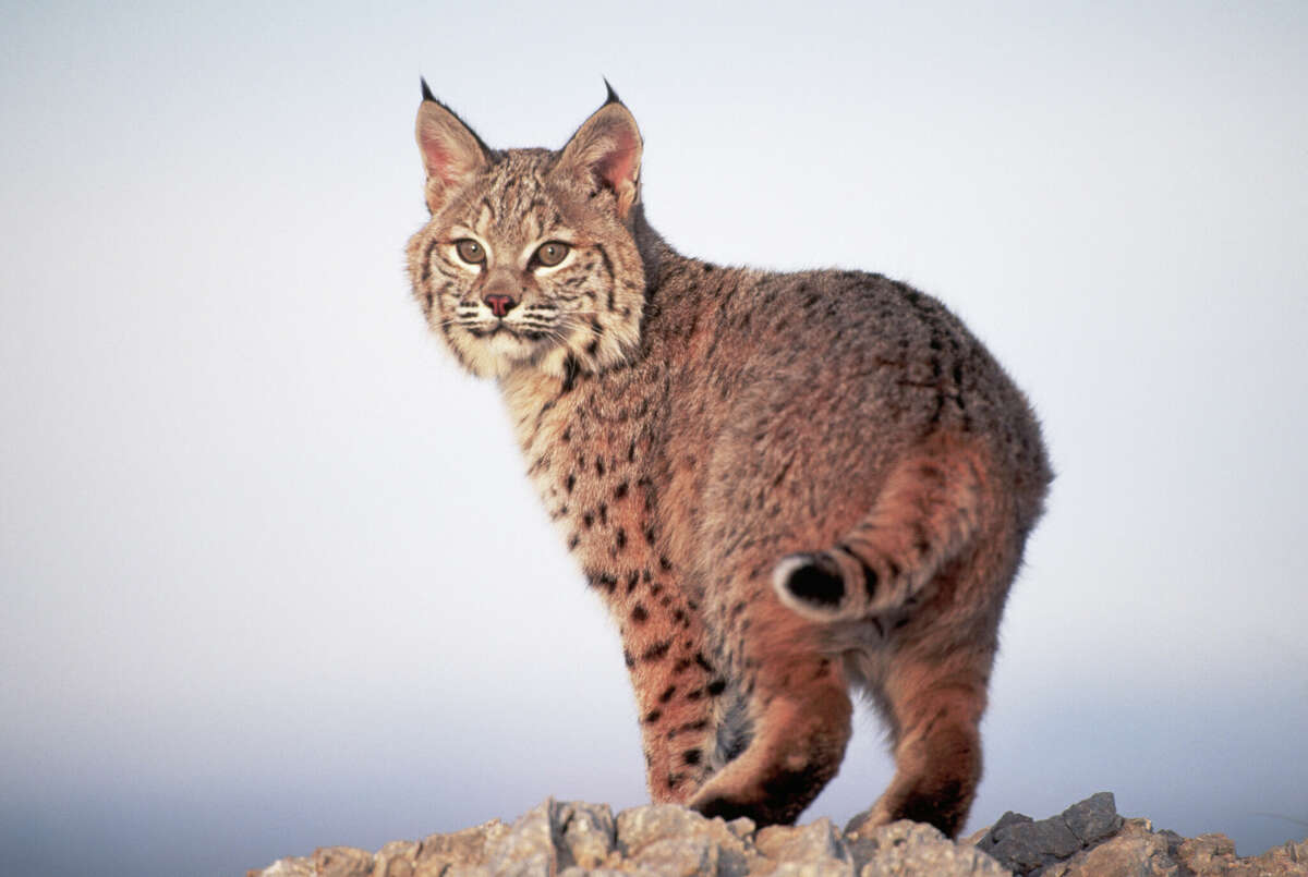 What is the difference in mountain lions and bobcats?