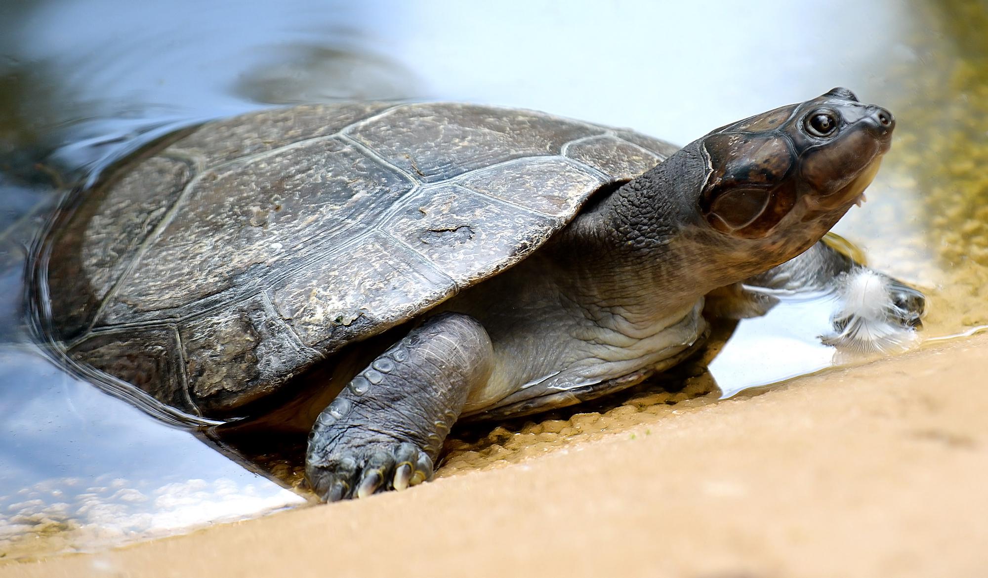 Turtles, tortoises might age slower with better living conditions