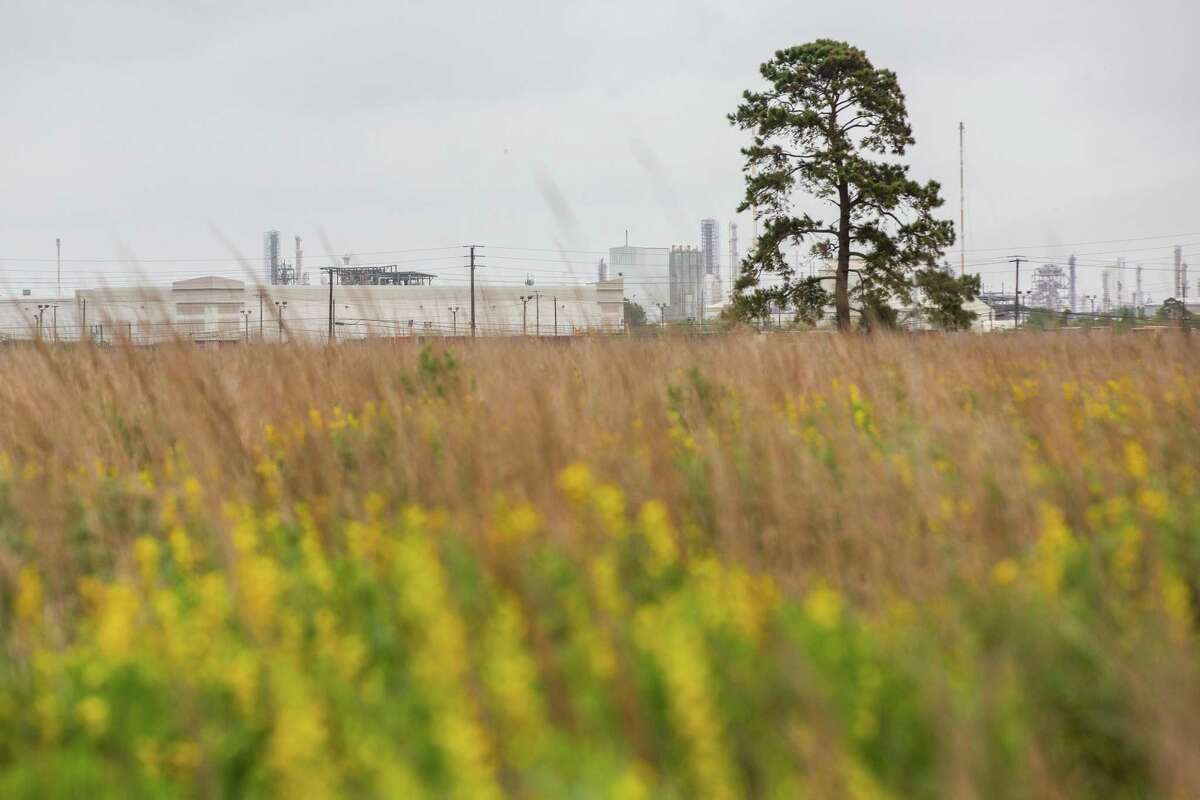 Baptisia flowers growing in the prairie at the Armand Bayou Nature Center against the backdrop of petrochemical facilities in Pasadena.