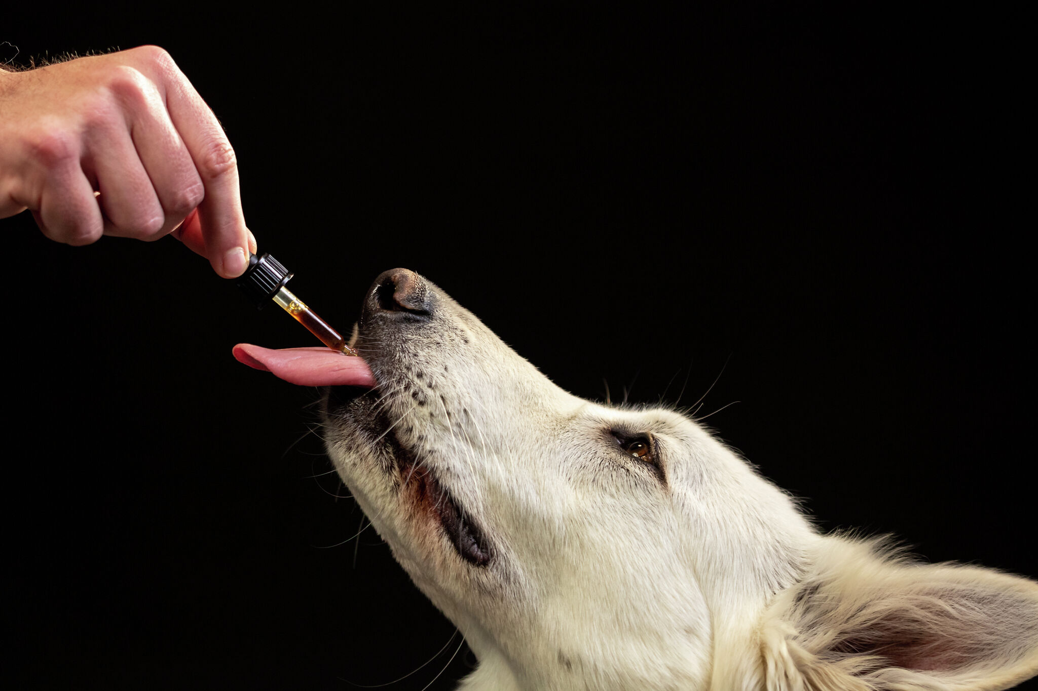 CBD, hemp products can help pets with pain, mobility, anxiety