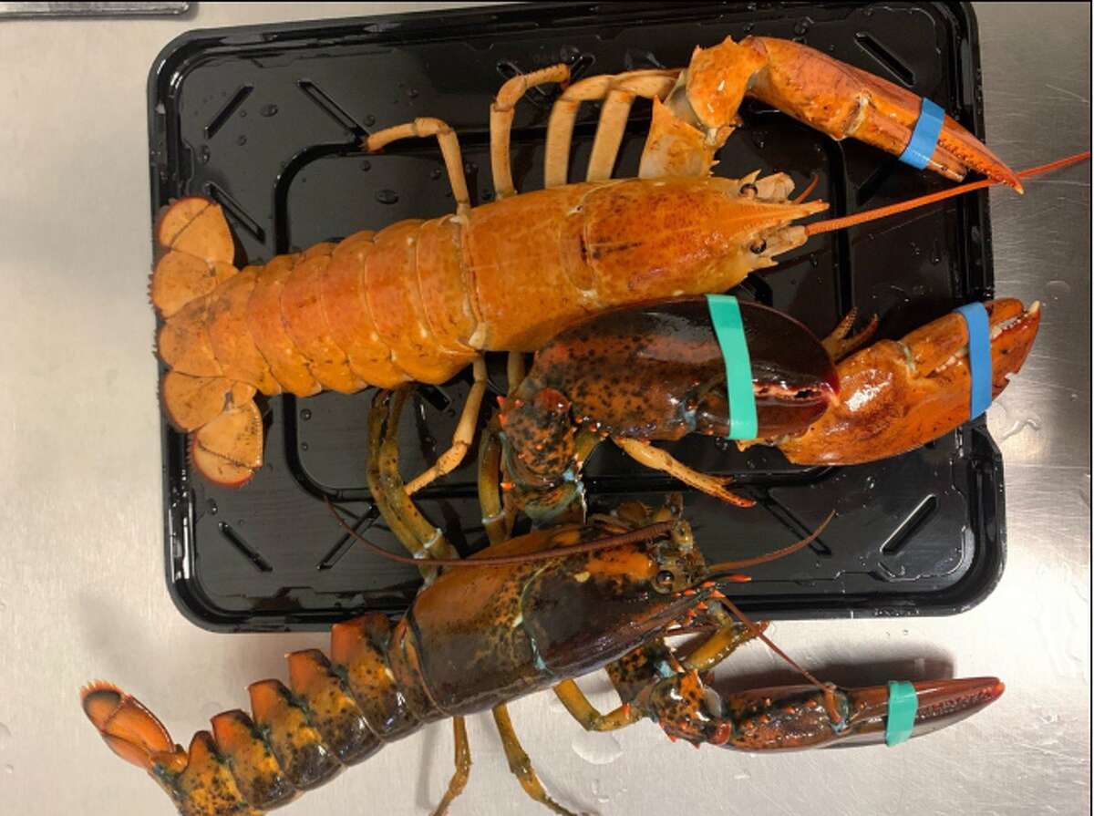 An orange/dark yellow lobster, animal at top, was found in a shipment to Price Chopper/Market 32 in Brunswick the first week of July 2022. The color is a rarity in the crustacean. The lobster, as others have been over the years, was given to Via Aquarium in Rotterdam July 8.