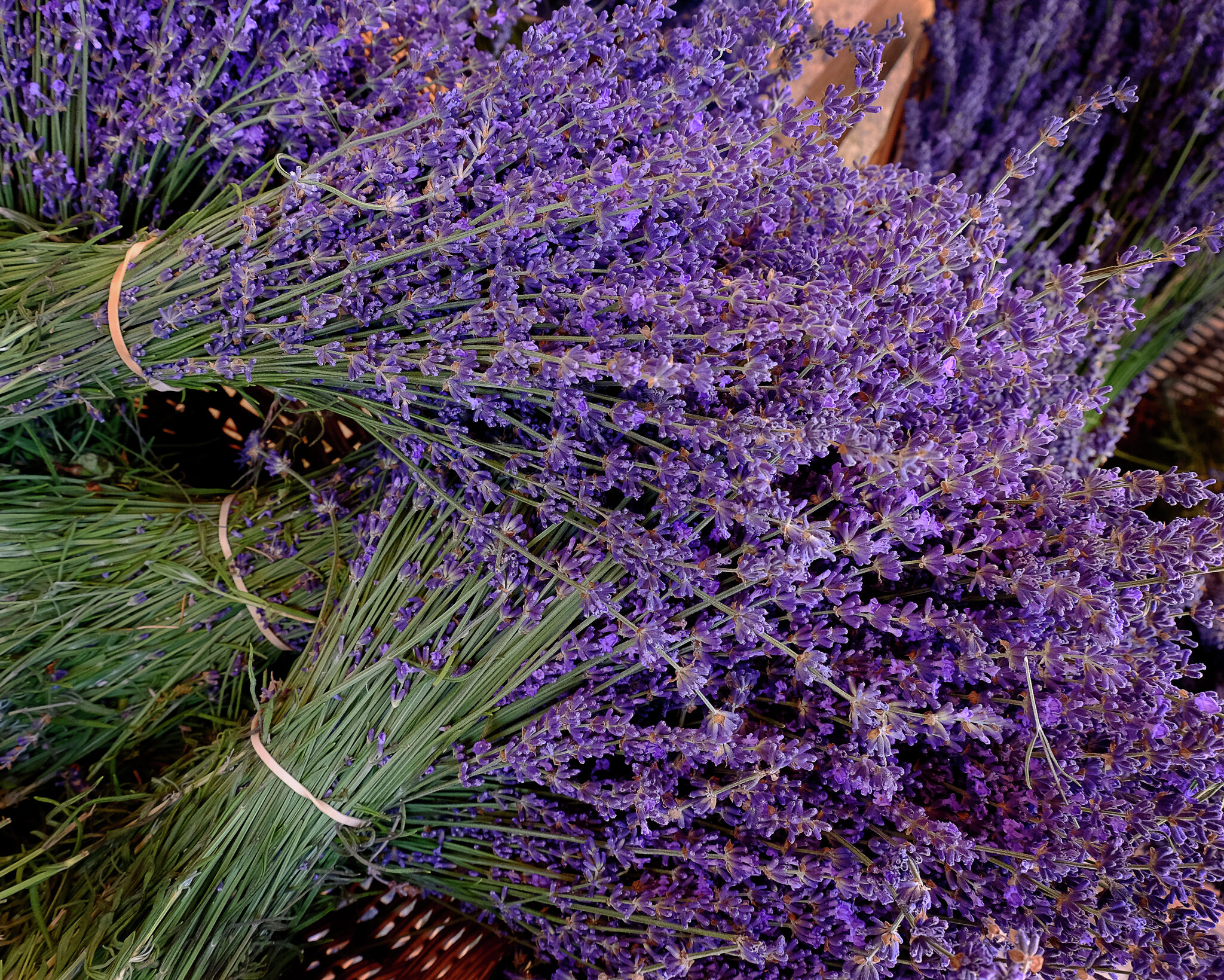 Some species of lavender grow well in Texas