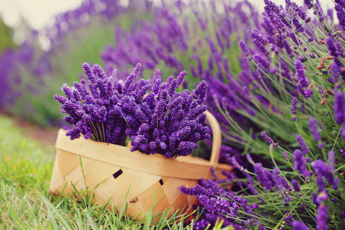 A basket of lavender sitting in a lavender farm.