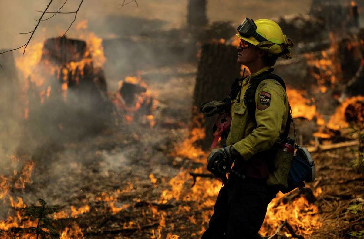A CalFire firefighter monitors a tree as a backfire burns along Wawona Road during the Washburn Fire in Yosemite National Park, Monday, July 11.