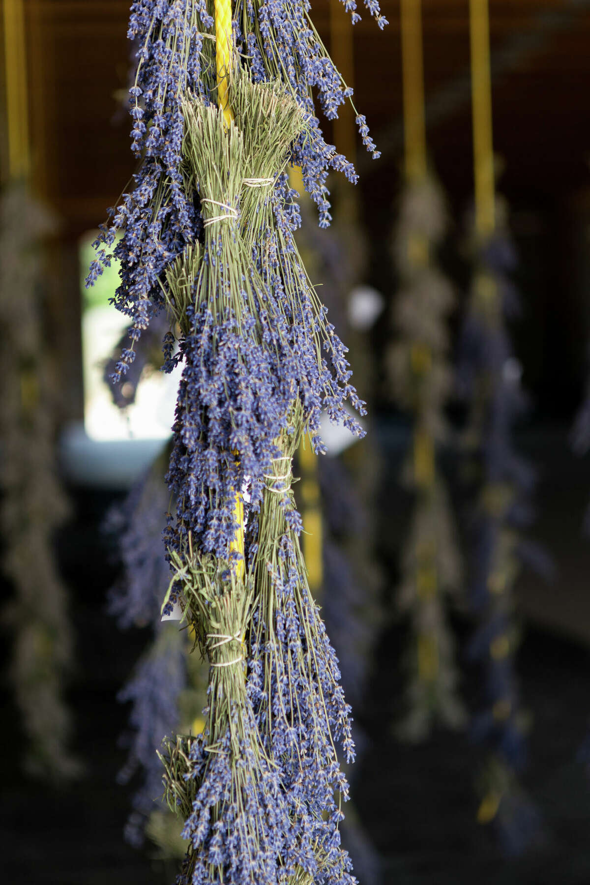 Lavender Hill Farm, located north of Boyne City, Michigan is the state's largest commercial lavender farm.