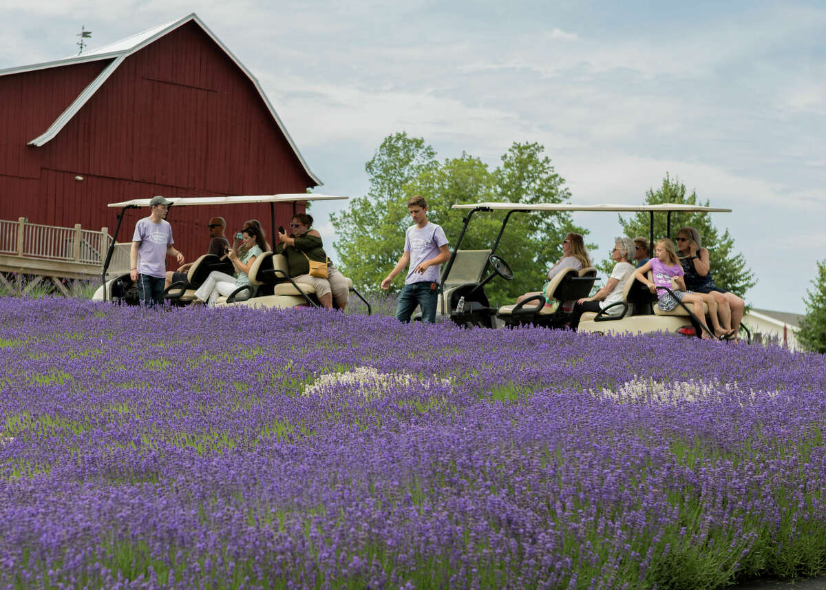 Lavender Hill Farm hosts guided tours.