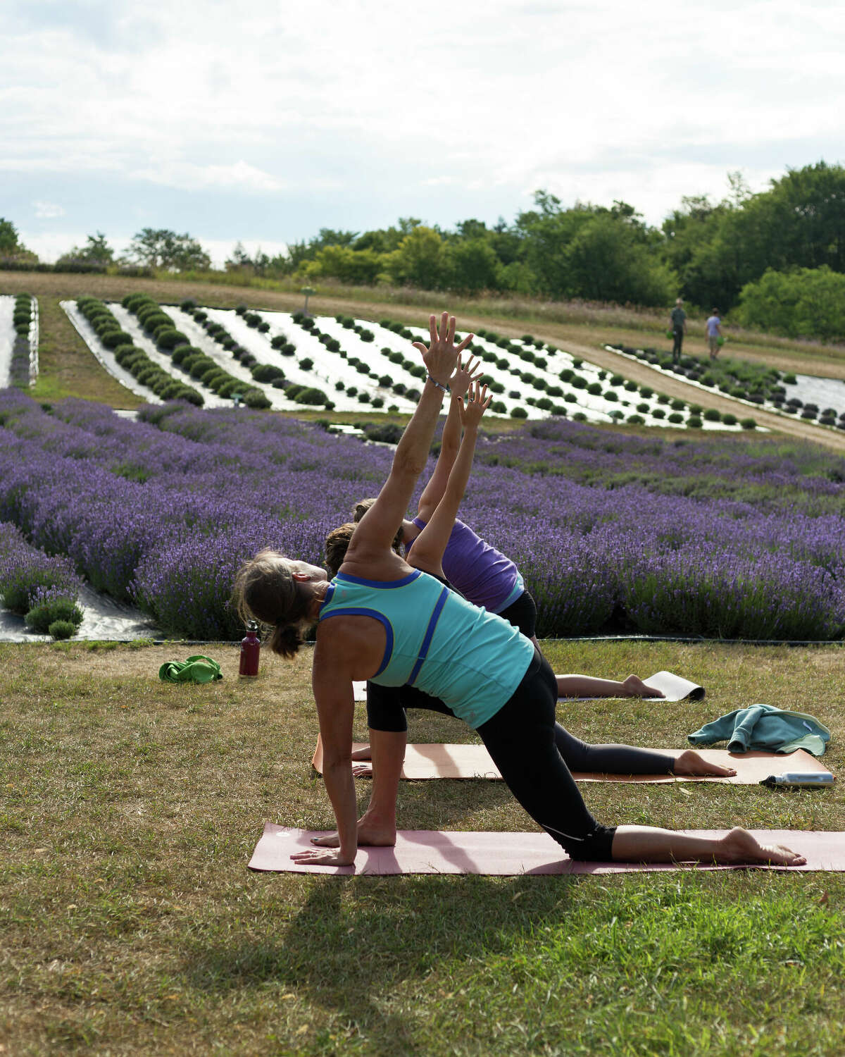 Yoga among fields of lavender provides the next level of relaxation.