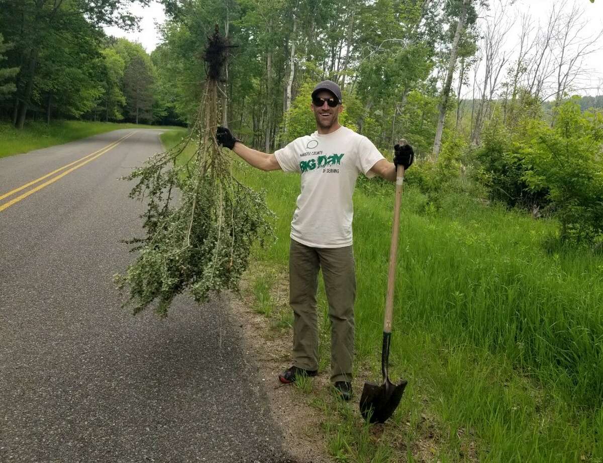 Volunteers work to remove the invasive Japanese barberry on June 11 as part of the Manistee Area Chamber of Commerce Leadership Program's Big Day of Serving.