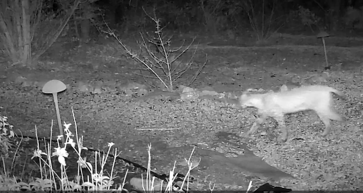 Bobcat caught on trap-camera in far northern NJ, March 2019 : r/newjersey