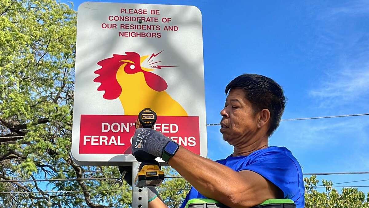 Oahu parks want you to stop feeding feral chickens
