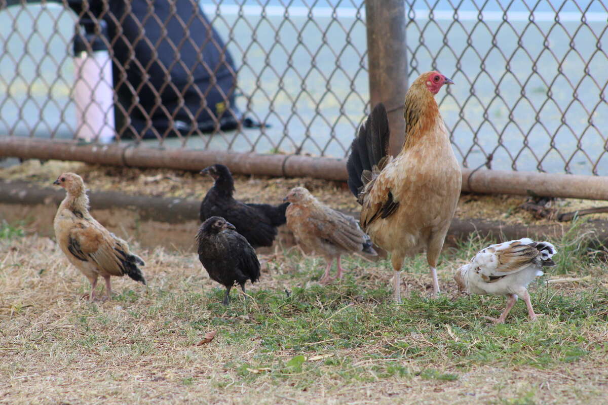Oahu parks want you to stop feeding feral chickens