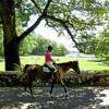 Jennifer Carrs, a trainer at Serenity Show Stable, takes Yo Yo back to his paddock on Great Island in Darien, Conn., on Thursday June 29, 2022. Jennifer Leahy, a real estate agent who sold the property to the town, gave a tour of the land.