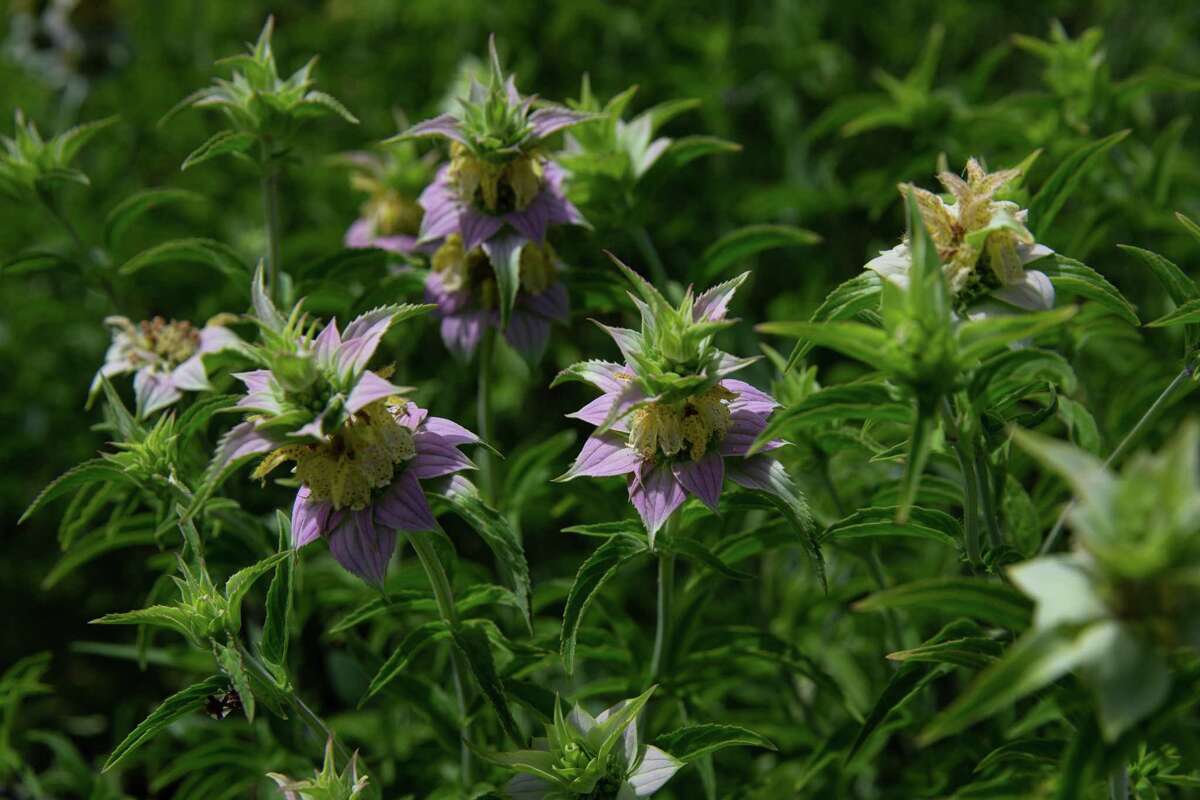 Lemon Beebalm grows in the coastal prairie on Artist Boat’s conserved lands.