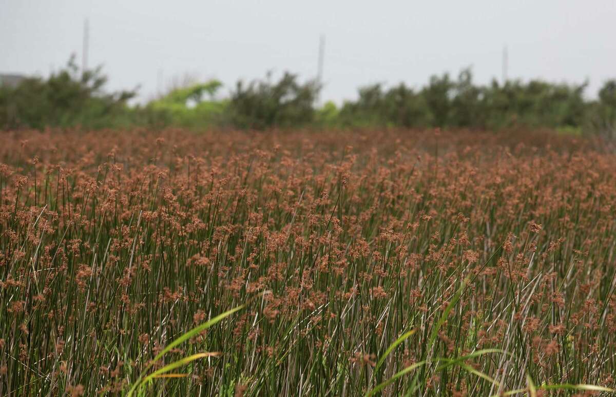 California Bulrush is photographed on Artist Boat property on June 14, 2022, in Galveston.