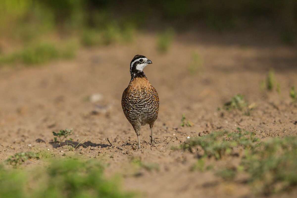 Northern bobwhite live throughout the eastern half of the United States but they are usually hard to see.