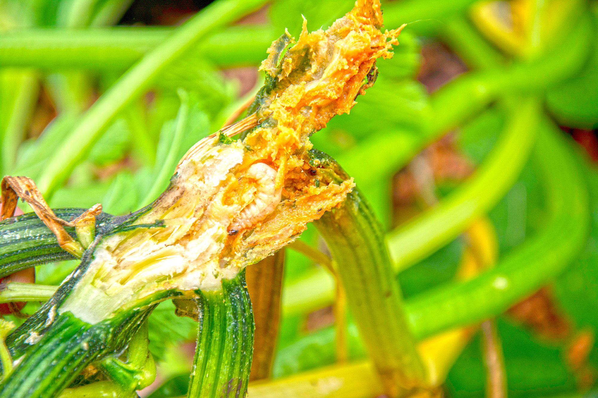 Managing squash vine borer in the garden JournalCourier