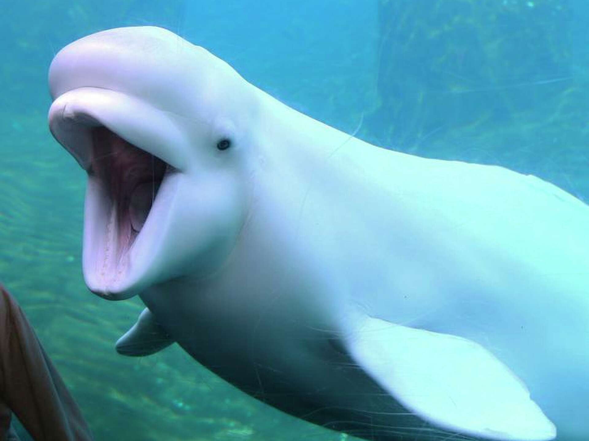 Opinion: Who are belugas? The answer is in the wild