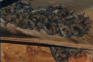 Officials seek help tracking CT’s dwindling bat population
