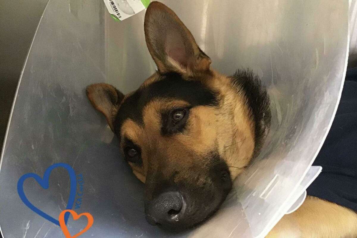 A German Shepherd allegedly shot by his previous owners has been adopted by a new family, Shelton’s animal shelter said Thursday.