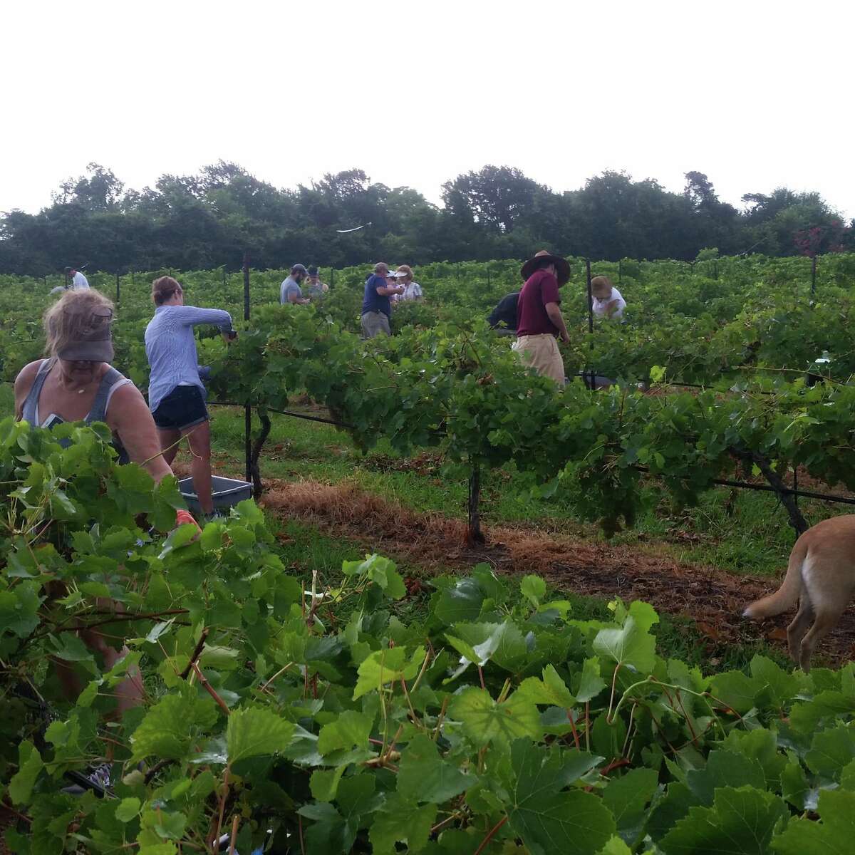 The public was invited to harvest and watch the grape CRUSH at Bernhardt Winery last weekend. This picture shows the early morning crew harvesting grapes a few years ago at Bernhardt Winery.