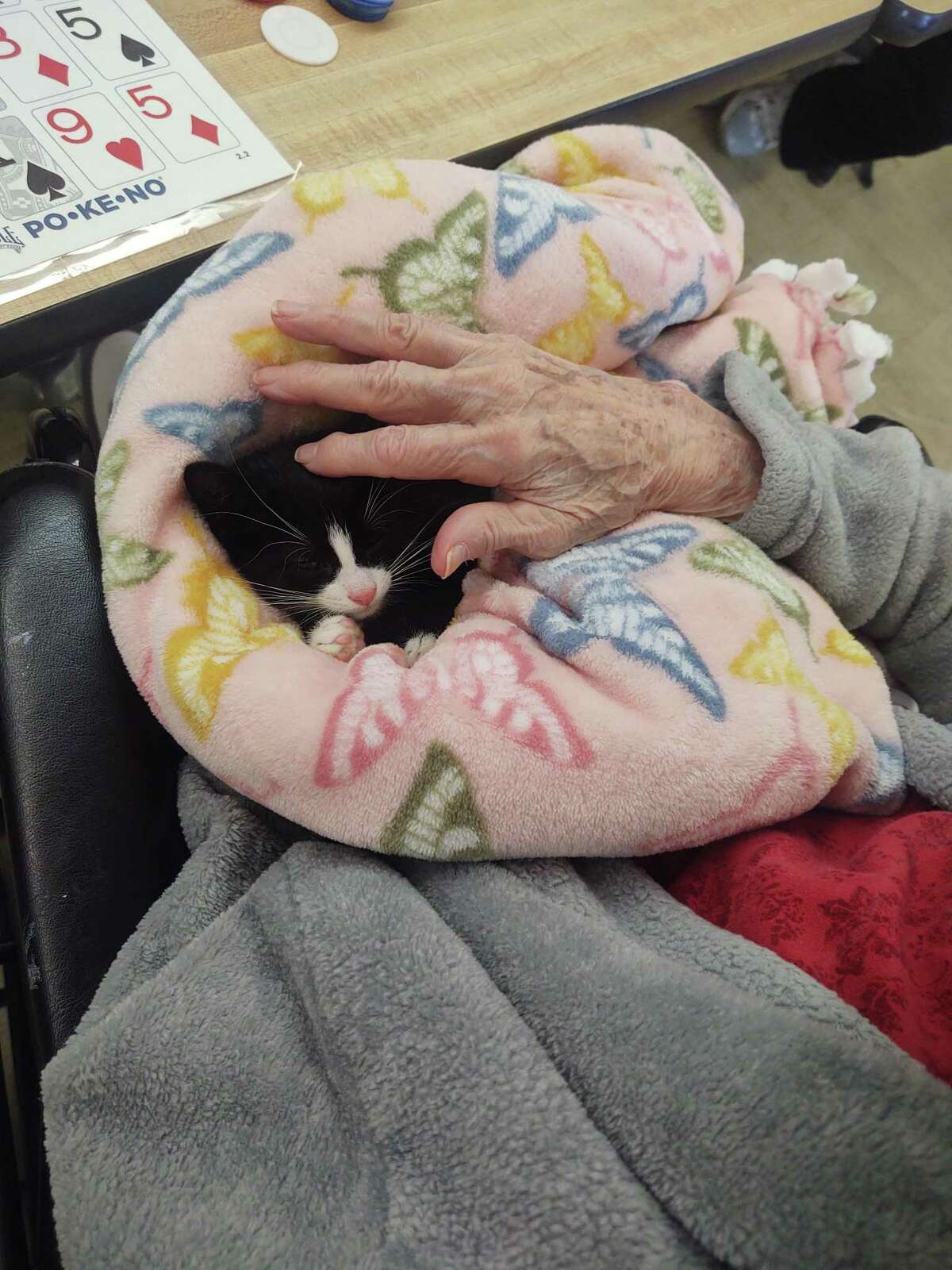 Eight rescue kittens from Westchester-based Rock ‘n Rescue visited residents at New Milford’s Village Crest Center for Health and Rehabilitation.