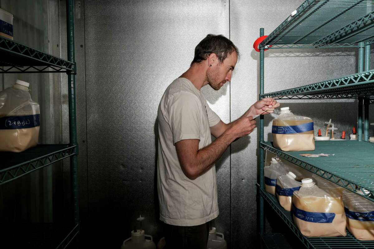Berkeley Yeast co-founder Nick Harris affixes labels to containers of ready-to-ship yeast.