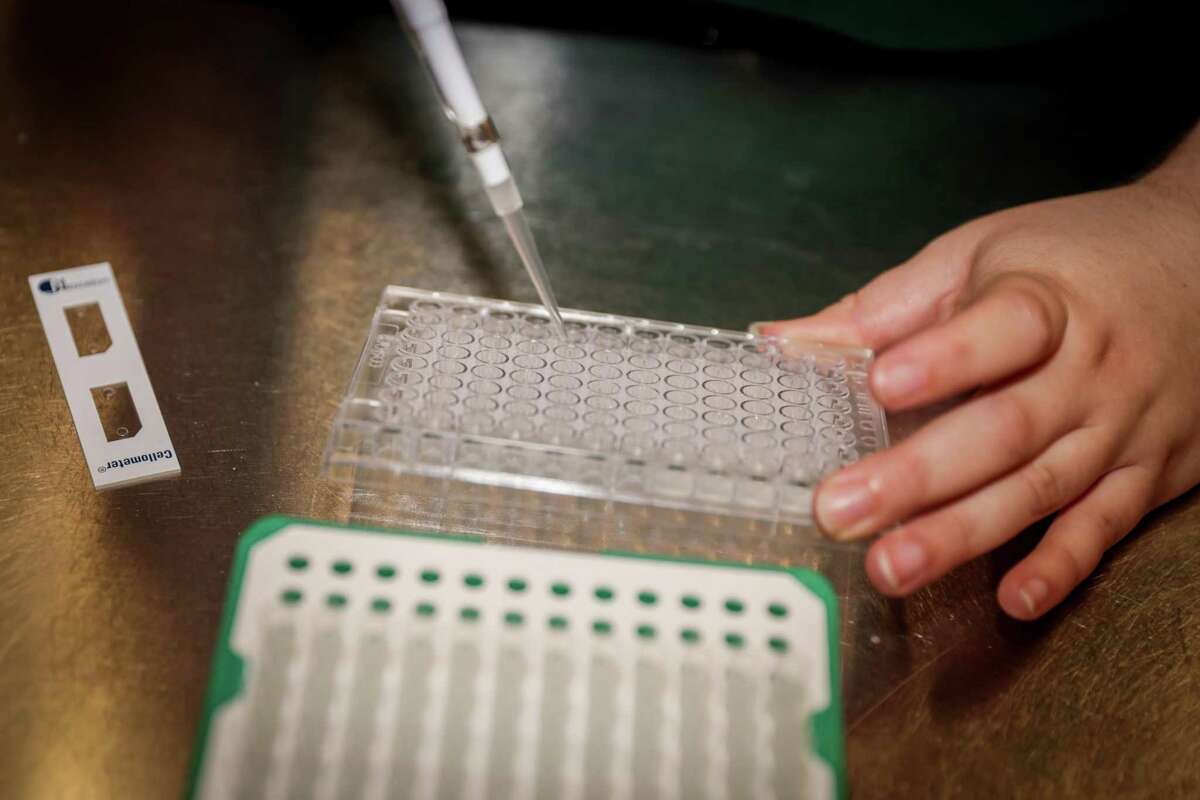 Lab technician Kayleigh Boyd pipettes the diluted yeast before counting its cells and density.