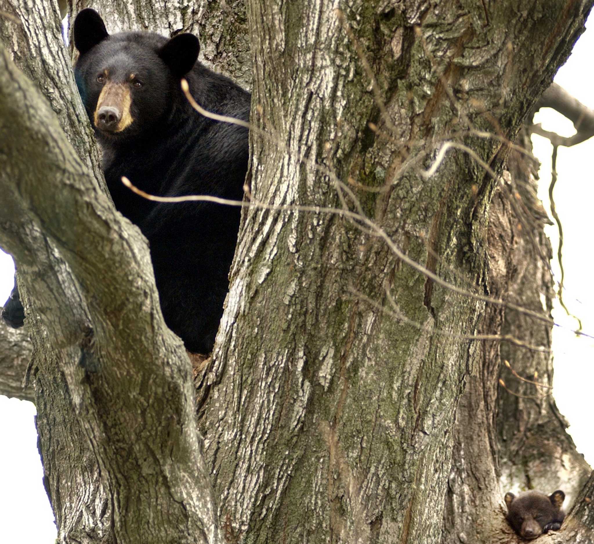 Bear cub rescued from storm drain in CT, fire department says