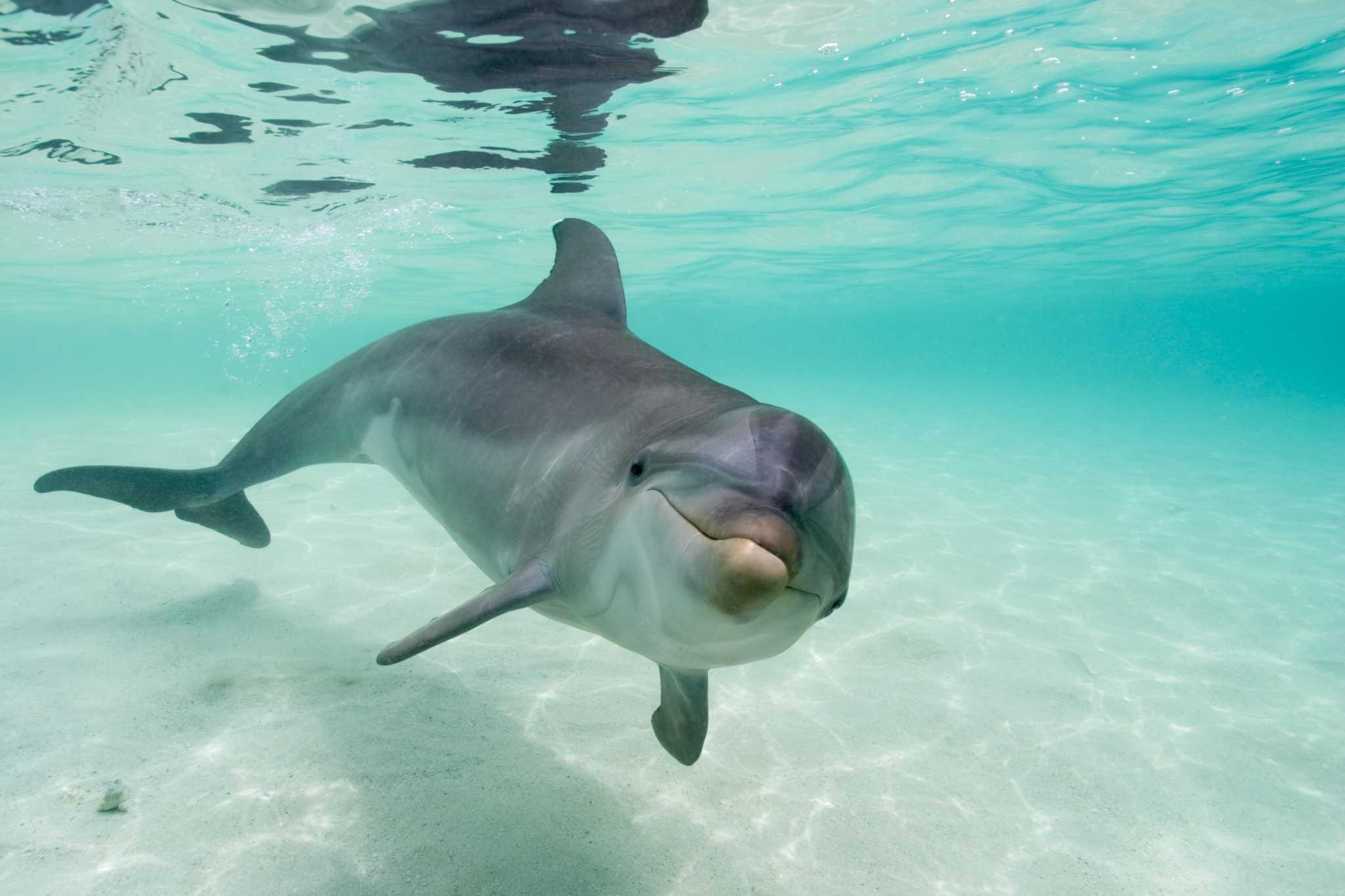 Dolphin spotted swimming in Connecticut's Thames River - Vimarsana News
