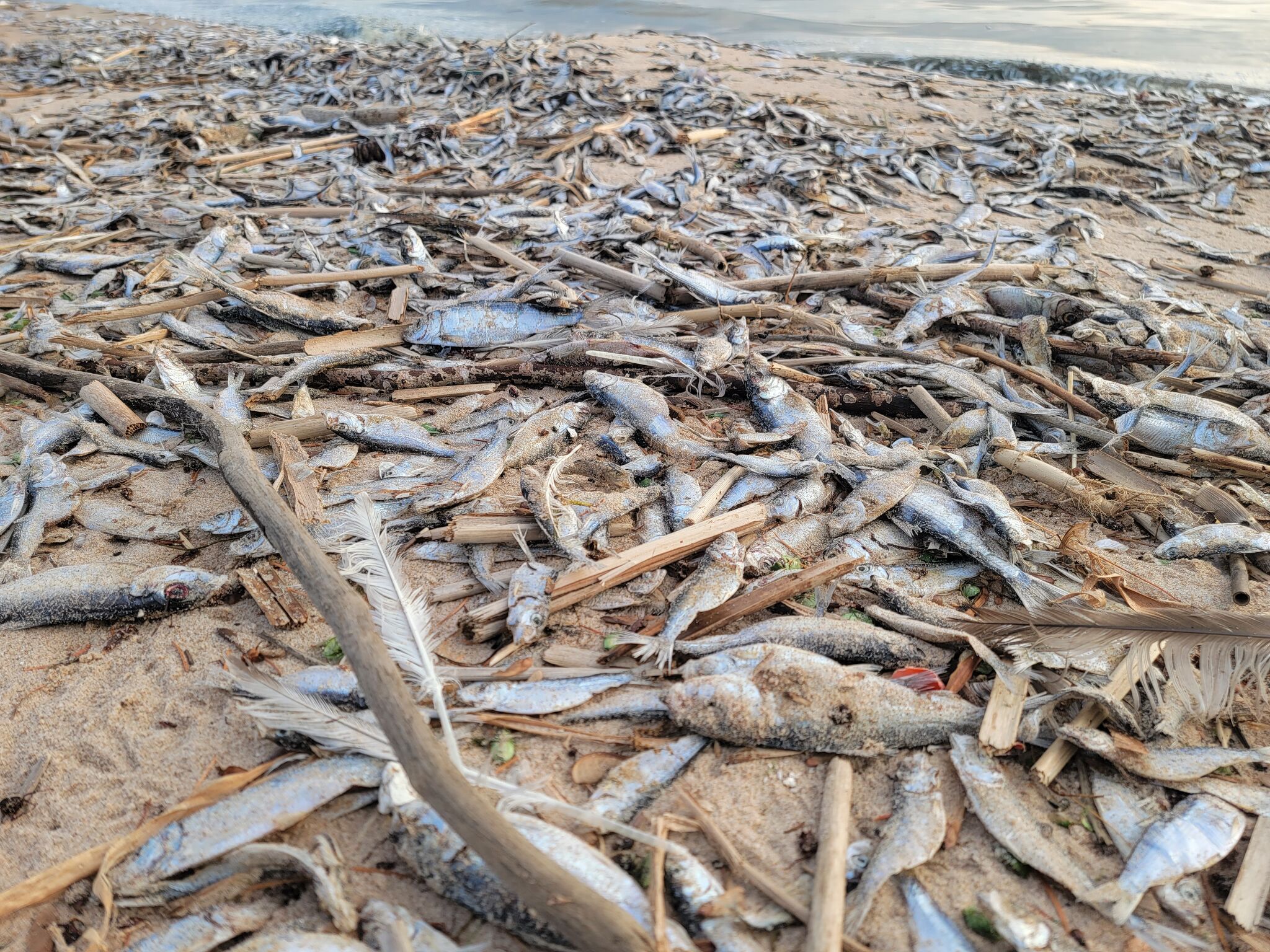 Lake Michigan assessment shows alewife remain near record low