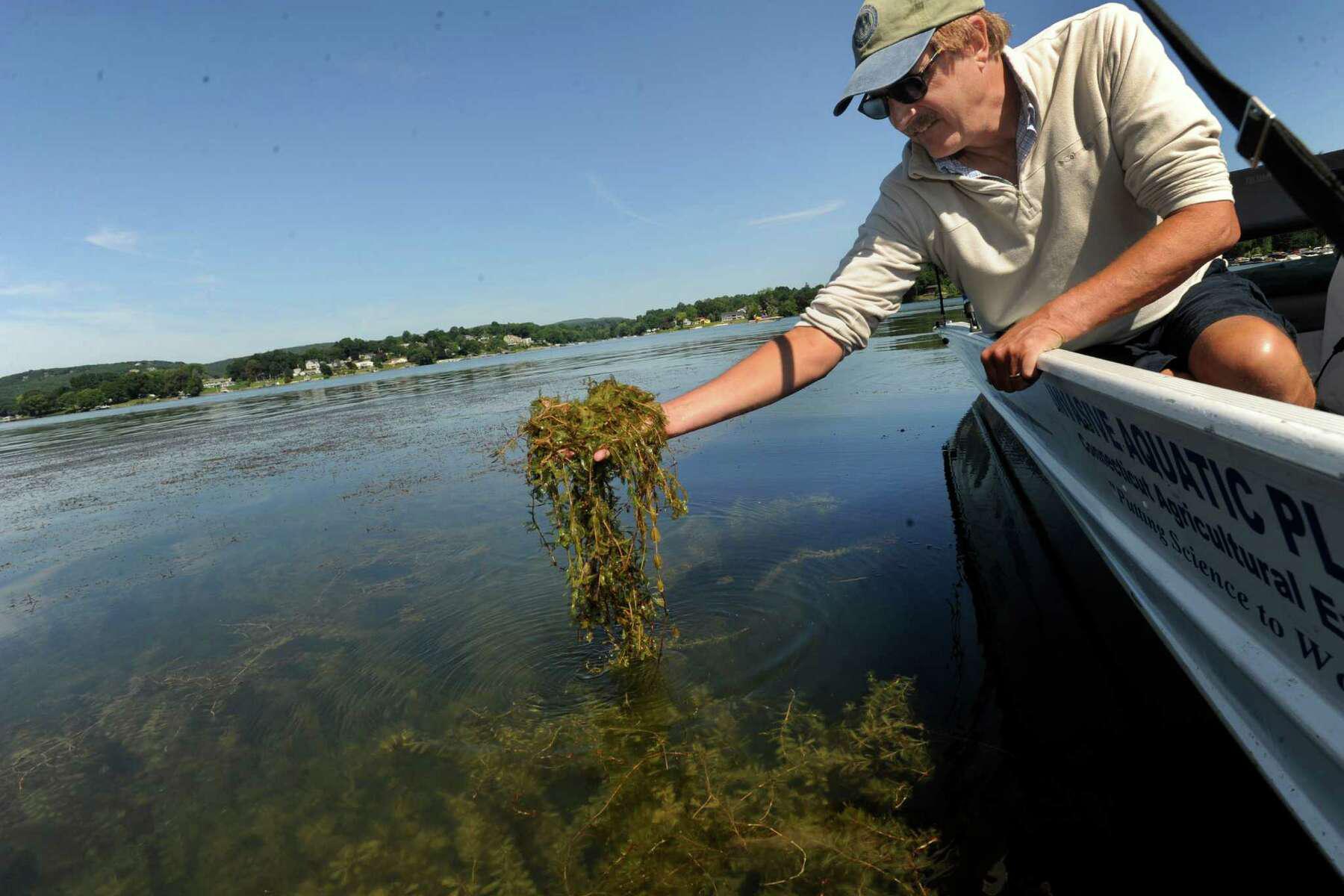 Candlewood Lake has ‘virtually zero plants’ this year — a