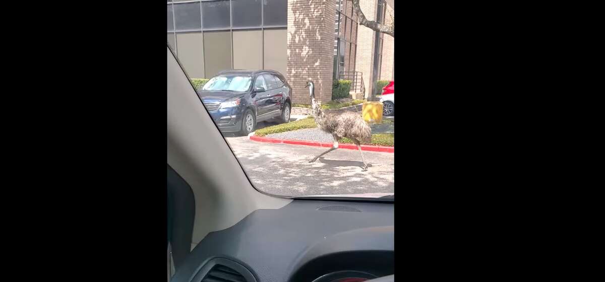 Yvette Justice Fleming filmed an Emu running around a North Houston parking lot on July 14.