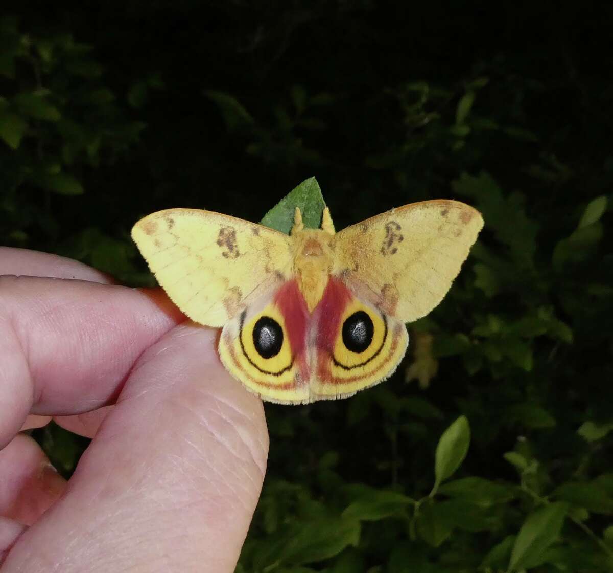 National Moth Week, held the last week of July, celebrates the creatures that are part of the Lepidoptera family and that experts say are understudied.