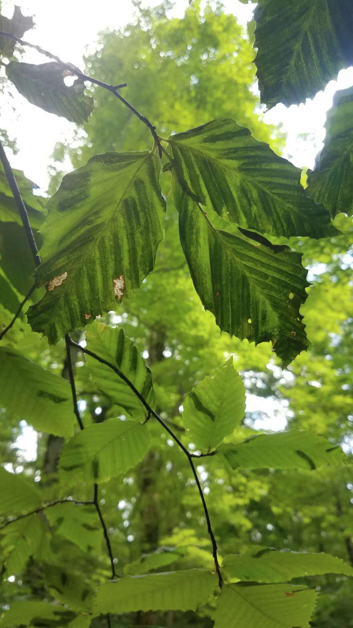 State Department of Environmental Conservation announced that Beech Leaf Disease (BLD), which affects all species of beech trees, was identified in 35 counties in New York State to date on July 15, 2022