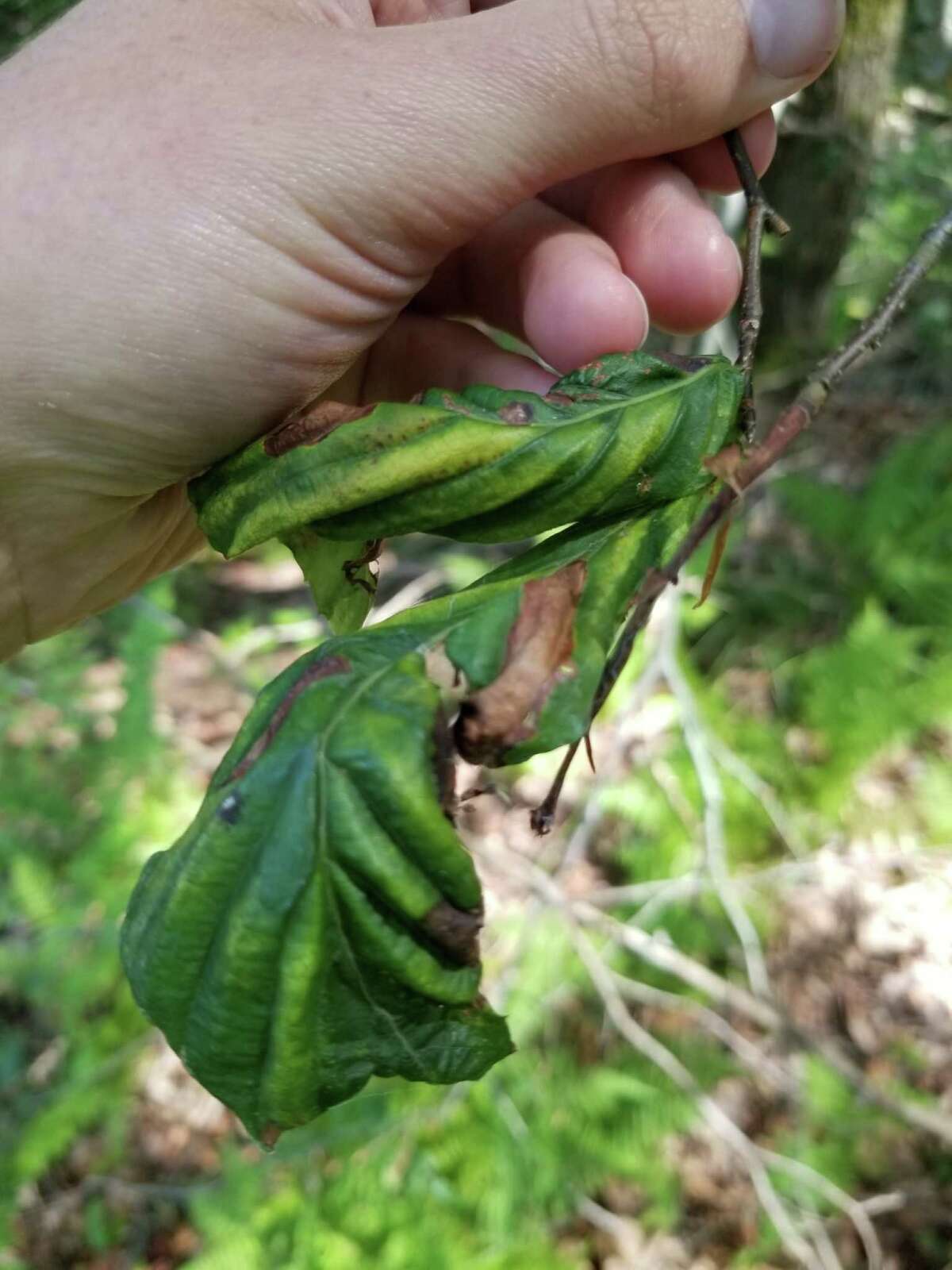 State Department of Environmental Conservation announced that Beech Leaf Disease (BLD), which affects all species of beech trees, was identified in 35 counties in New York State to date on July 15, 2022