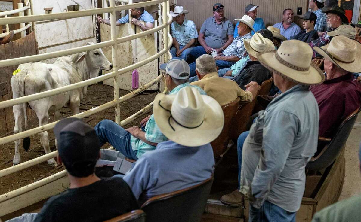 Texas cattle sales are way up — and it’s not good news