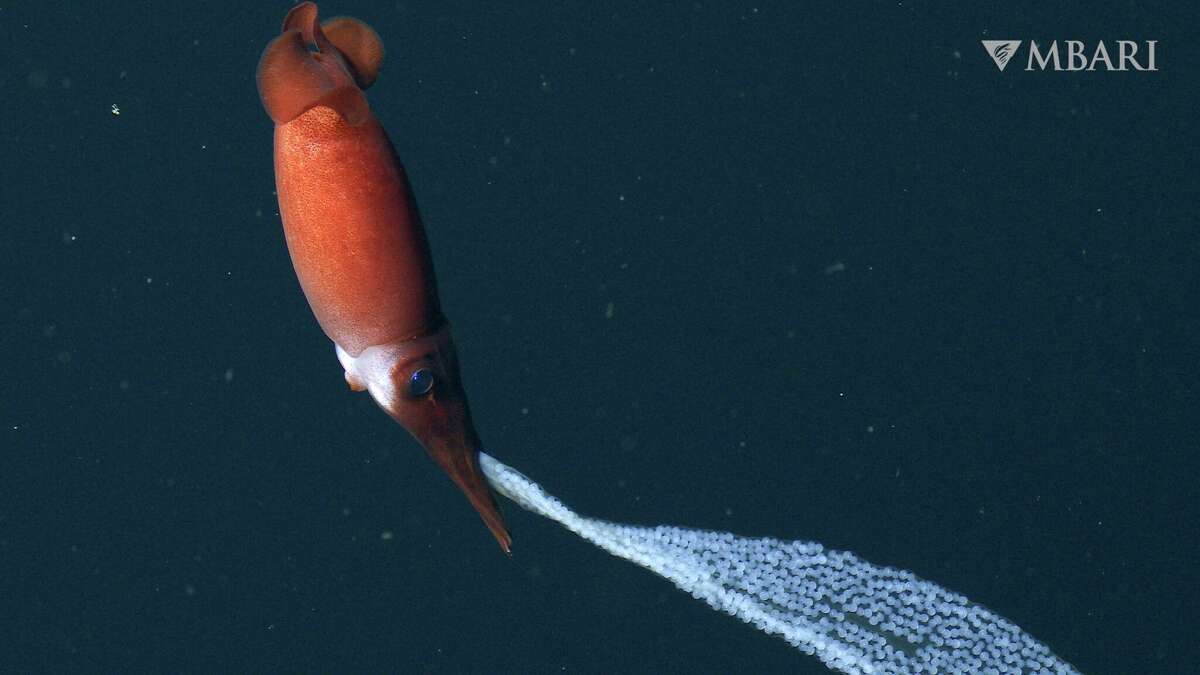 This female squid is carrying a gelatinous sheet containing hundreds of eggs.