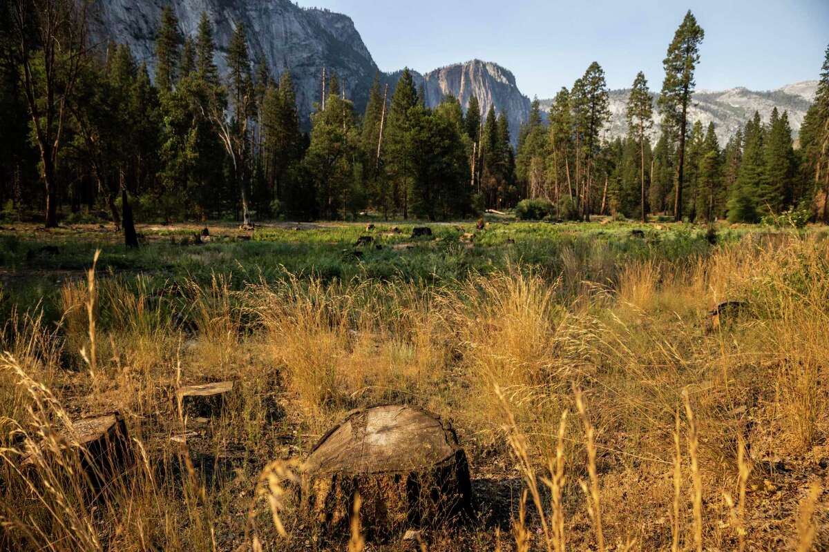 Tree stumps are seen along Southside Drive in Yosemite Valley where the park service has conducted tree-thinning work. Similar forestry projects have been cited as helping protect giant sequoias in the ongoing Washburn Fire.