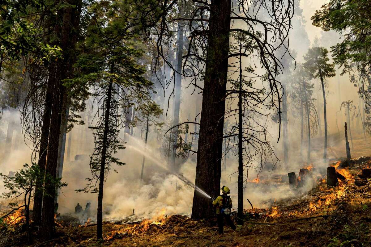 在约塞米蒂国家公园的沃什伯恩大火中，一名加州消防队员将水浇在一棵树上，因为逆火沿着瓦沃纳路燃烧。