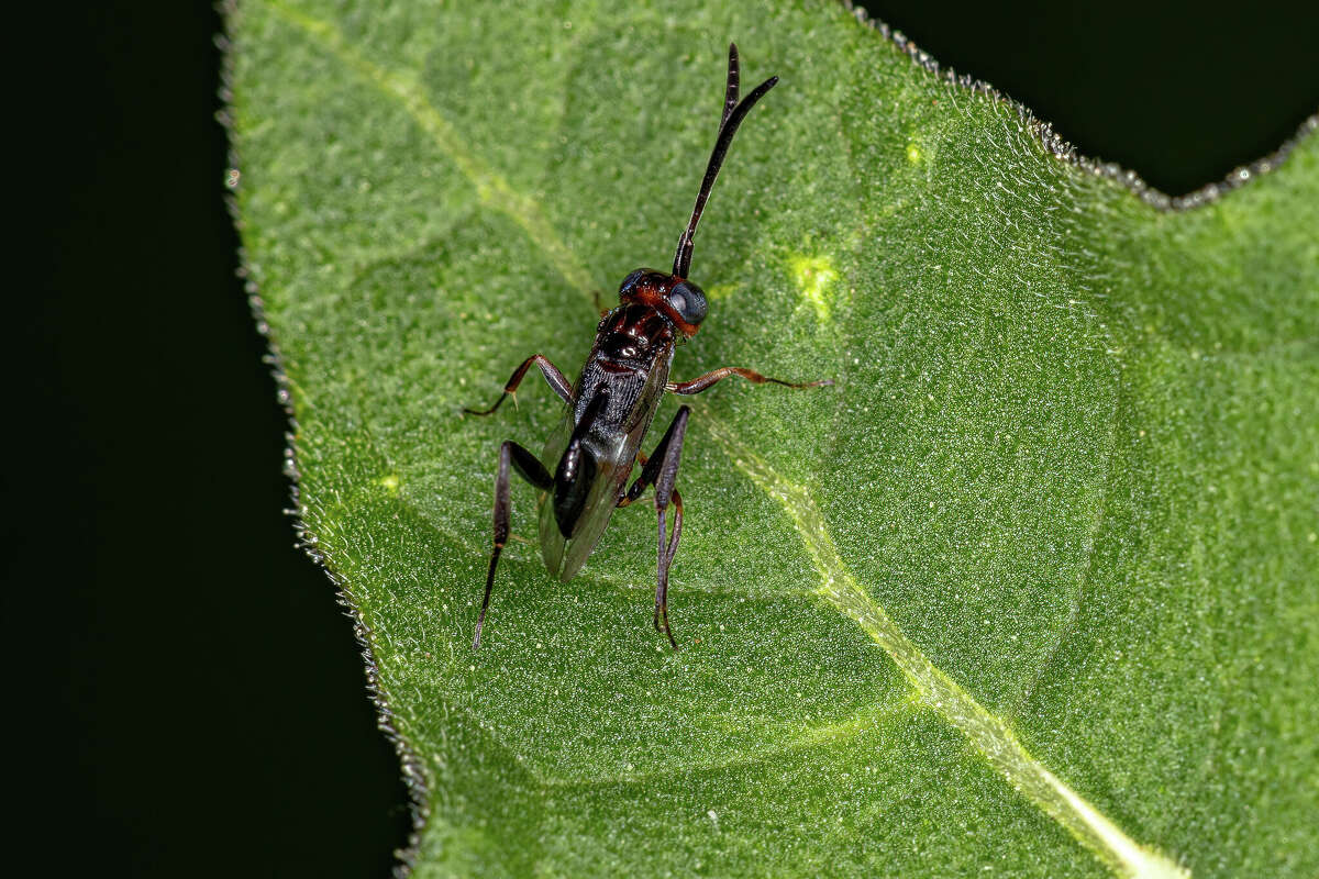 Different black insects are found this time of year in Texas. Here's how to tell the difference. Above is an ensign wasp. 