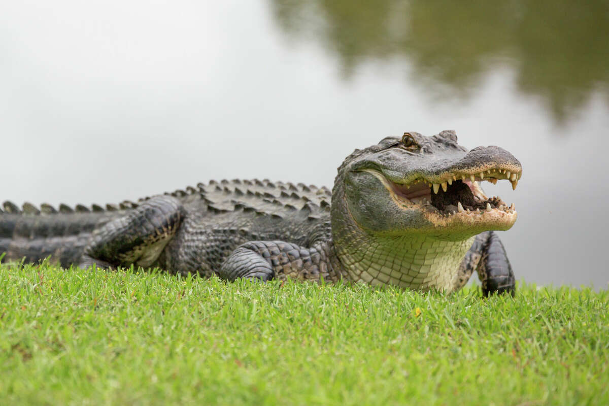 On Friday, the Sarasota County Sheriff's Office released a quick report on a recent investigation into the deaths of two alligators in the area.