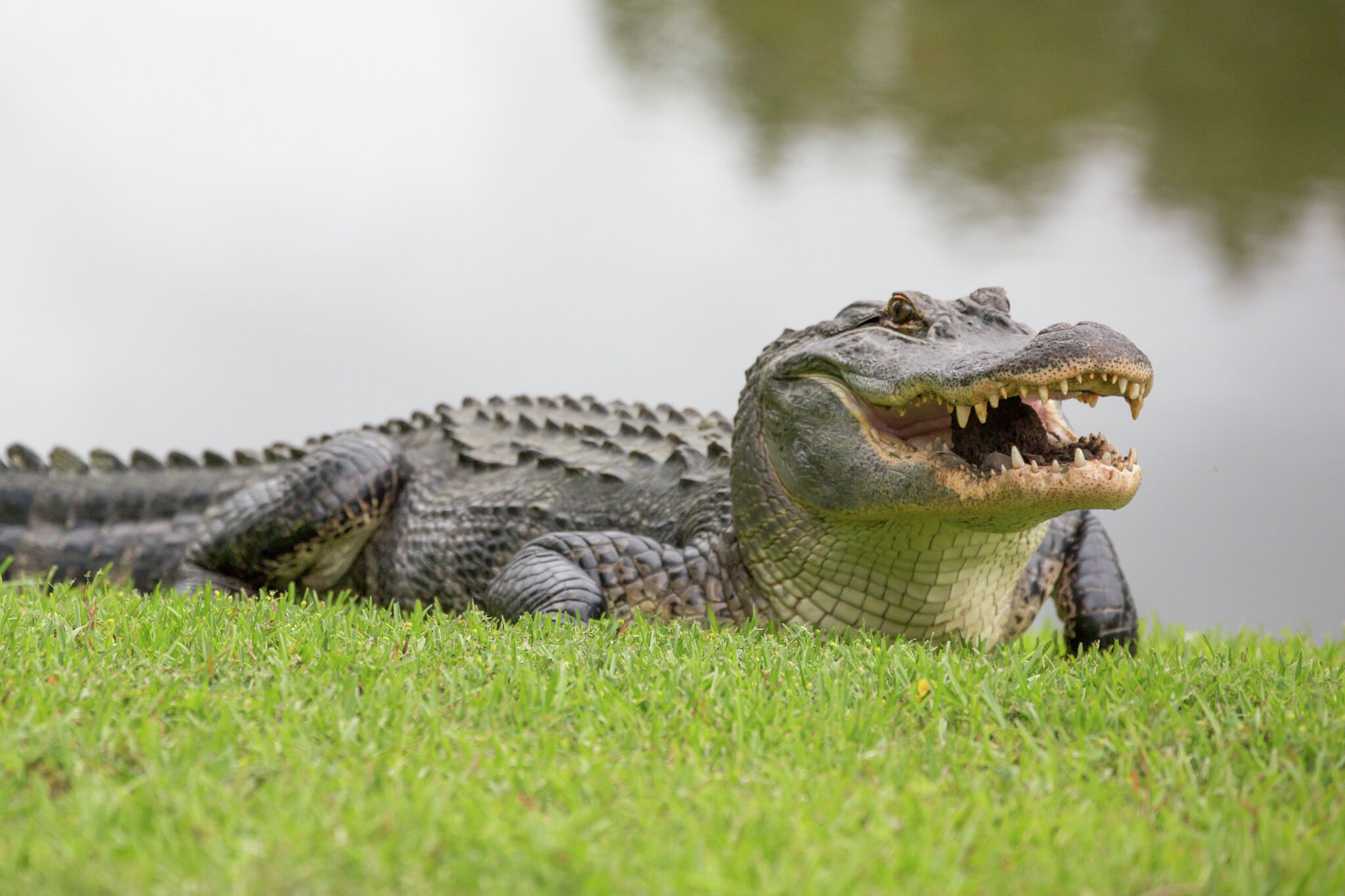 Victory! California Bans Alligator and Crocodile Skin