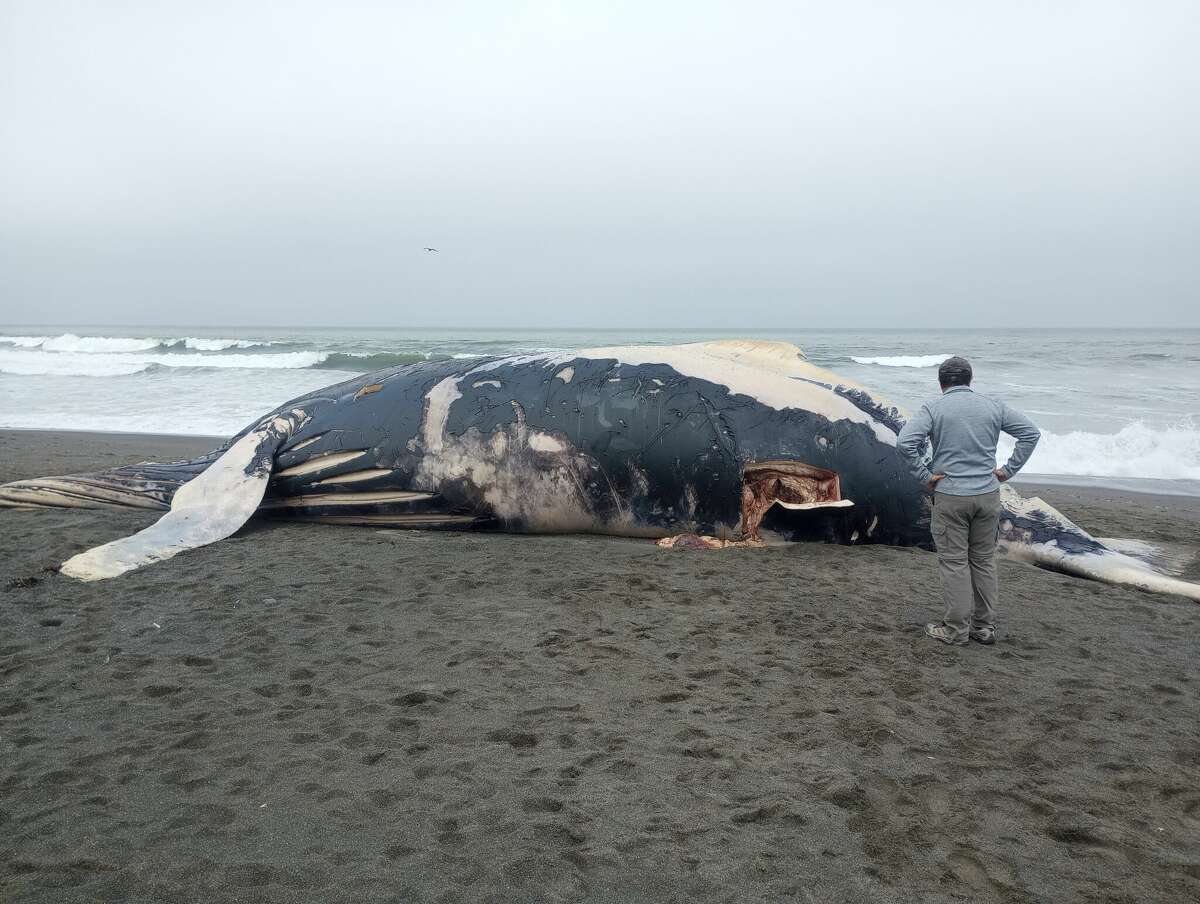 Beached Baby Humpback Whale