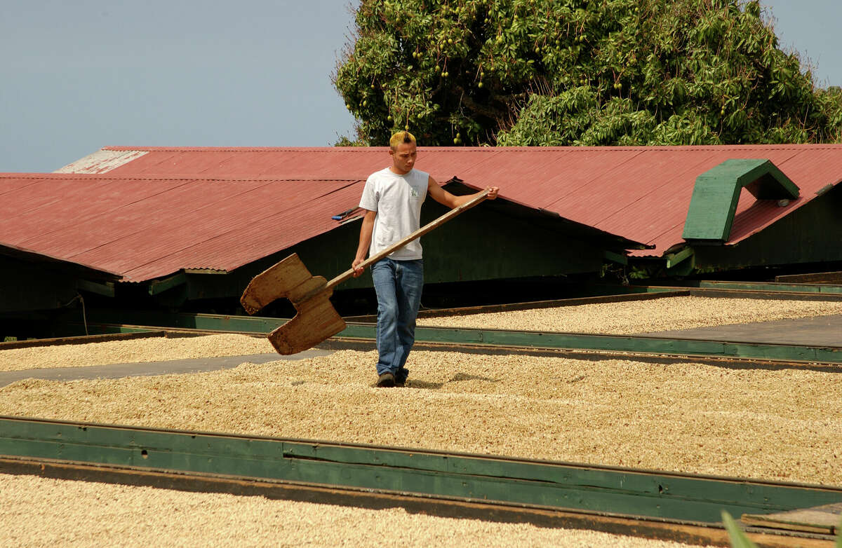 At a Kona coffee farm, a worker sets out to shuffle coffee beans drying in the sun.