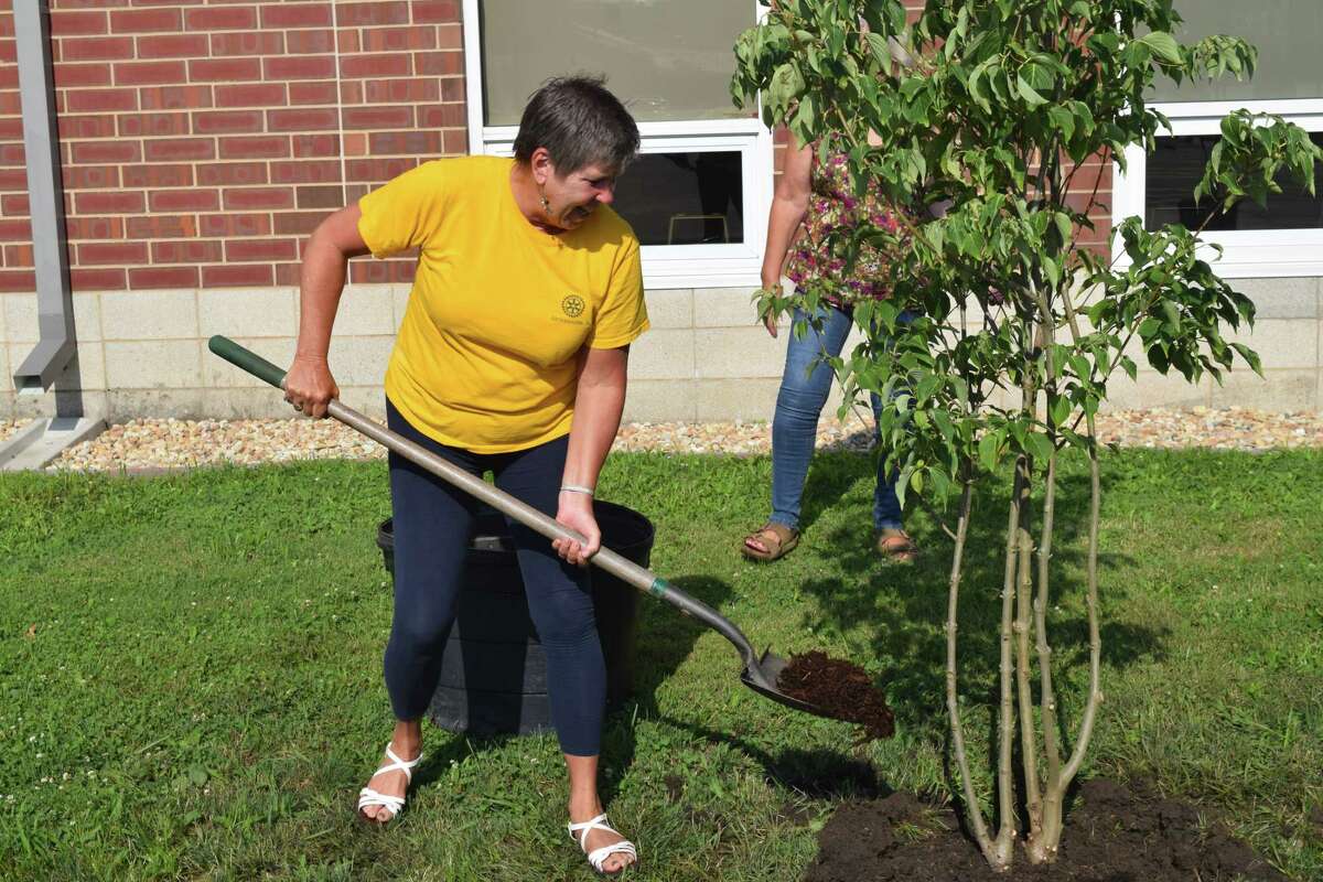 Rotarian Judy Tighe helps plant a tree outside the Morgan County Health Department. 