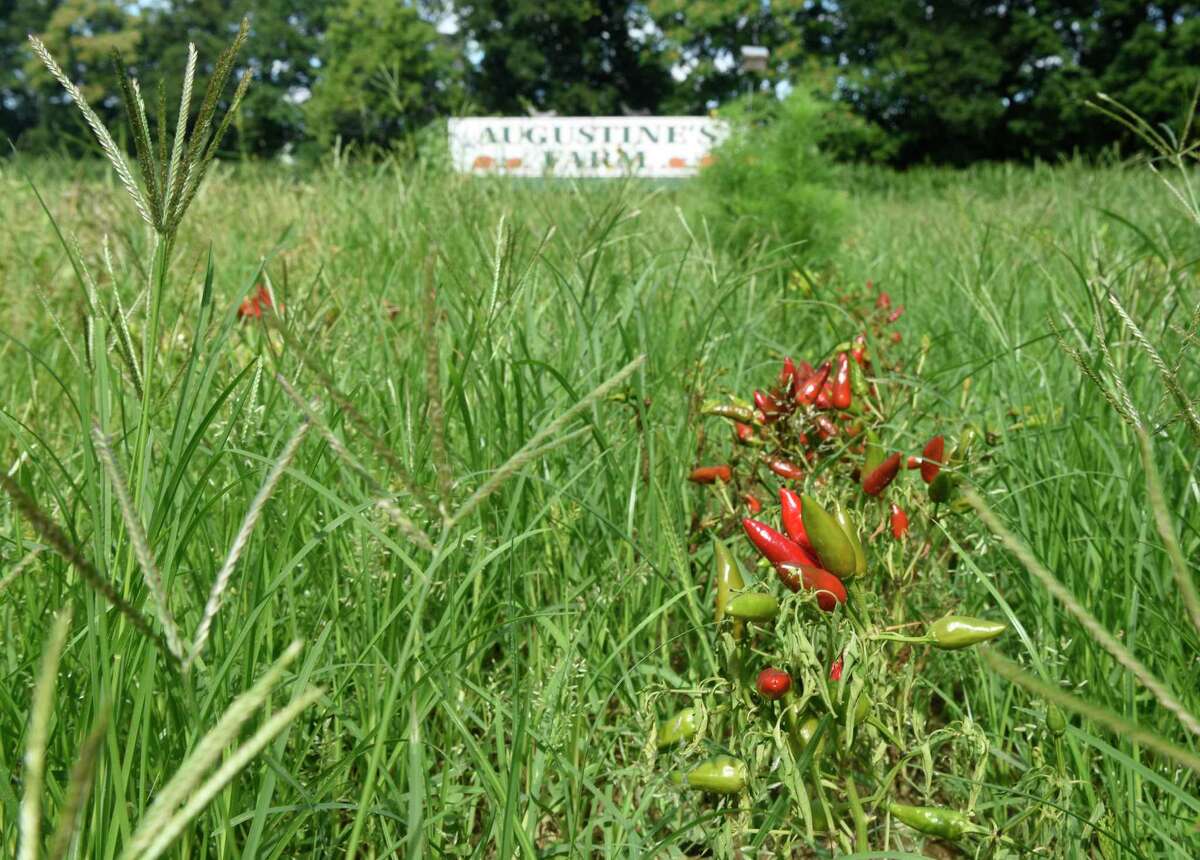 Peppers grow at Augustin's Farm in the backcountry of Greenwich in 2016. With temperatures expected to hit the 90s all this week, residents are urged to visit the town’s cooling centers if needed.