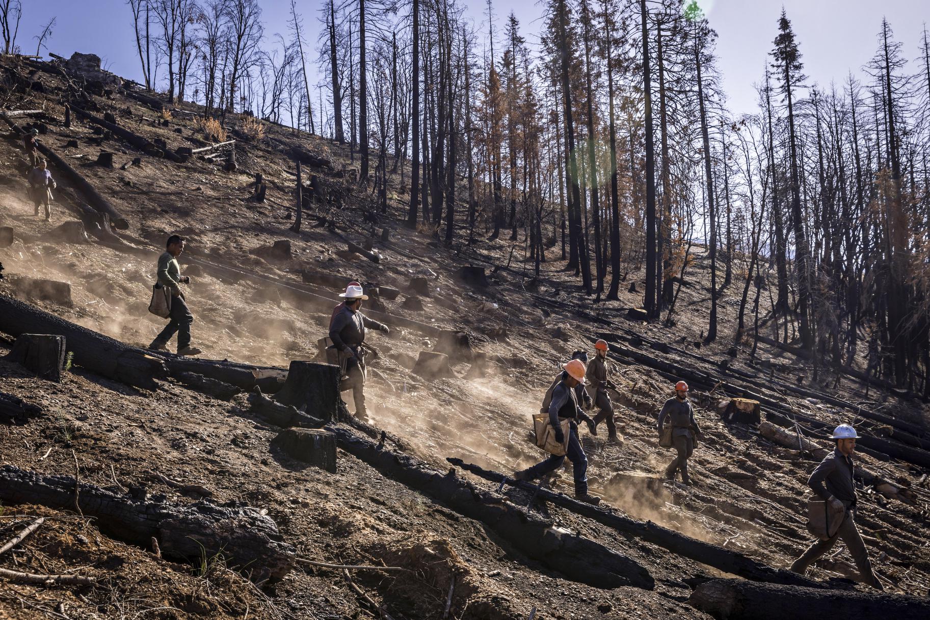 California is losing trees at an alarming pace. New satellite data shows the extent - Vimarsana News