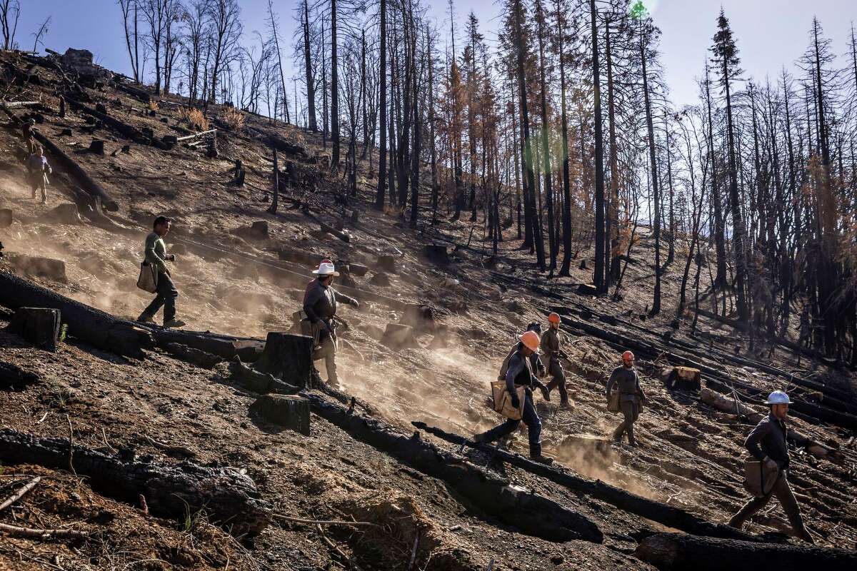 Workers plant seedlings on a burned hillside outside Springville (Tulare County). Although these workers are replenishing trees, the broader picture is that forests statewide are diminishing.