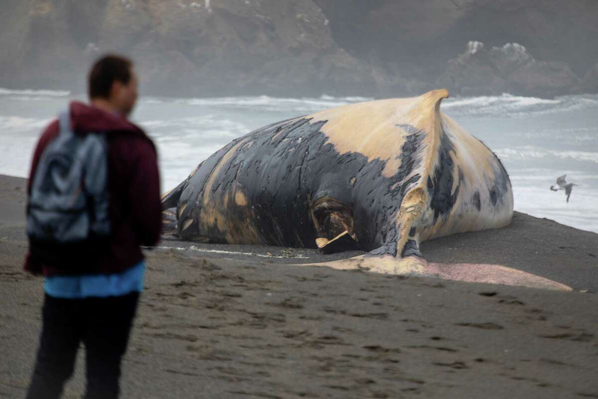 Beachgoers look at a dead whale that washed up on Sharp Park Beach in Pacifica on Monday, July 18, 2022.