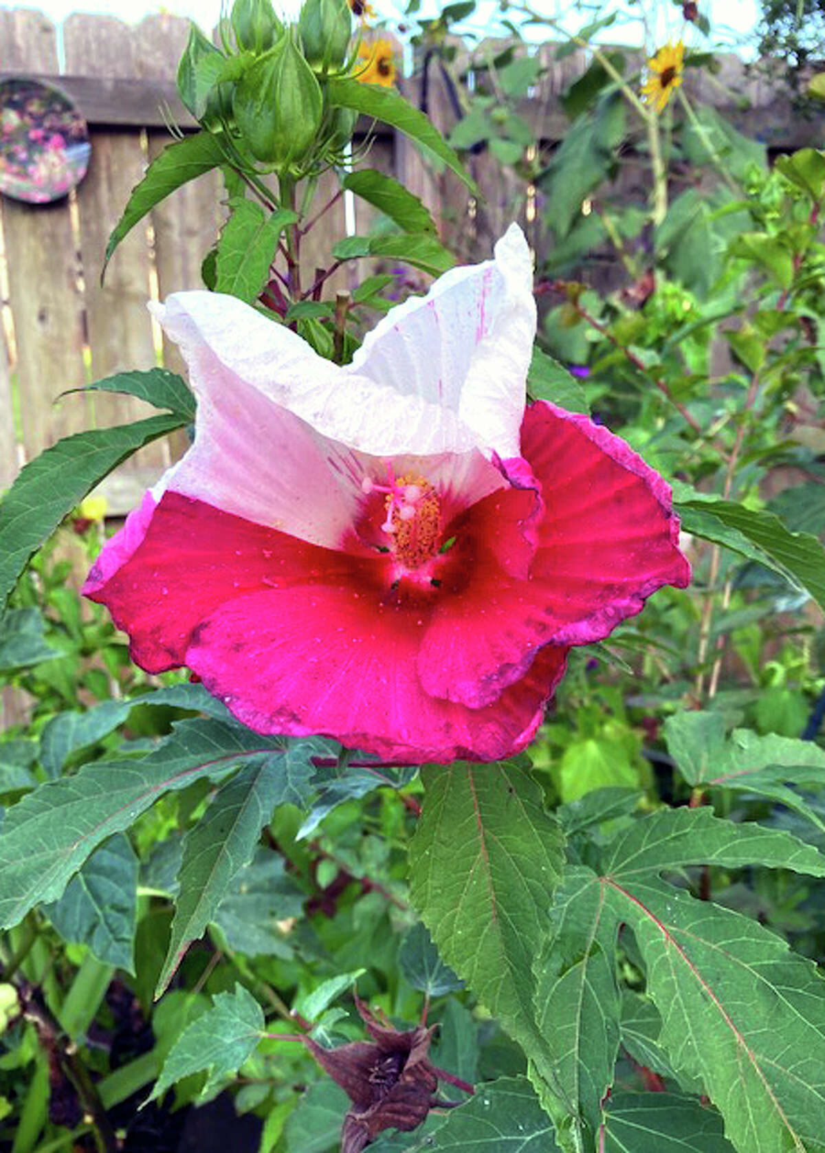 This two-colored mallow hibiscus is a chimera.